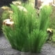 thumbnail image 2 of Decoraciones para Acuarios Pecera Plantas Artificiales de Agua Verde Hechas de Telas de Seda de PláStico, para Todos los Peces y Mascotas 15 Piezas, 2 of 4