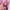 Pink, variant on 3 Pack 3.28 x 6.56 ft Pink Foil Fringe Backdrop Curtain, Streamer Backdrop Curtains, Birthday Wedding Holiday Celebration Graduation Bachelorette Pink Party Backdrop Decorations