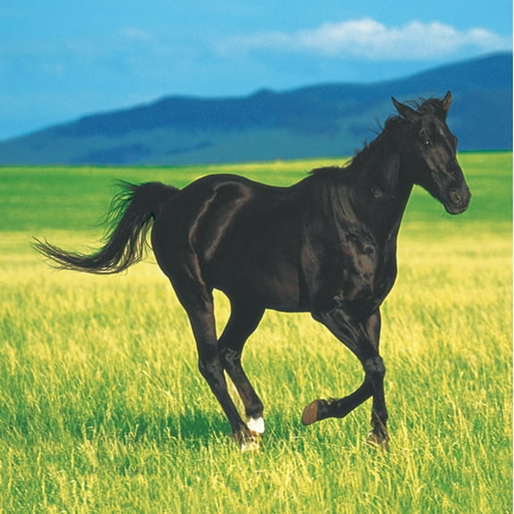 16 Pack Beverage Napkins Wild Horses