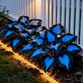 thumbnail image 5 of Midnight Blue Hosta-Plants For Planting - Garden Elegance Decoration - Premium Garden Stakes Perfect for Borders - Striking, 5 of 10