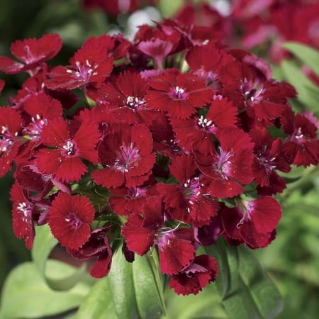 RedCrocus Barbarini Red Sweet William Dianthus barbatus Vibrant Crimson Flowers Fragrant Low Maintenance Perennial for Borders & Containers 1 Gallon (Pack of 15)