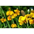 thumbnail image 1 of Nature's Graines d'Églantier pour Échinacée (Lot de 5), 1 of 4