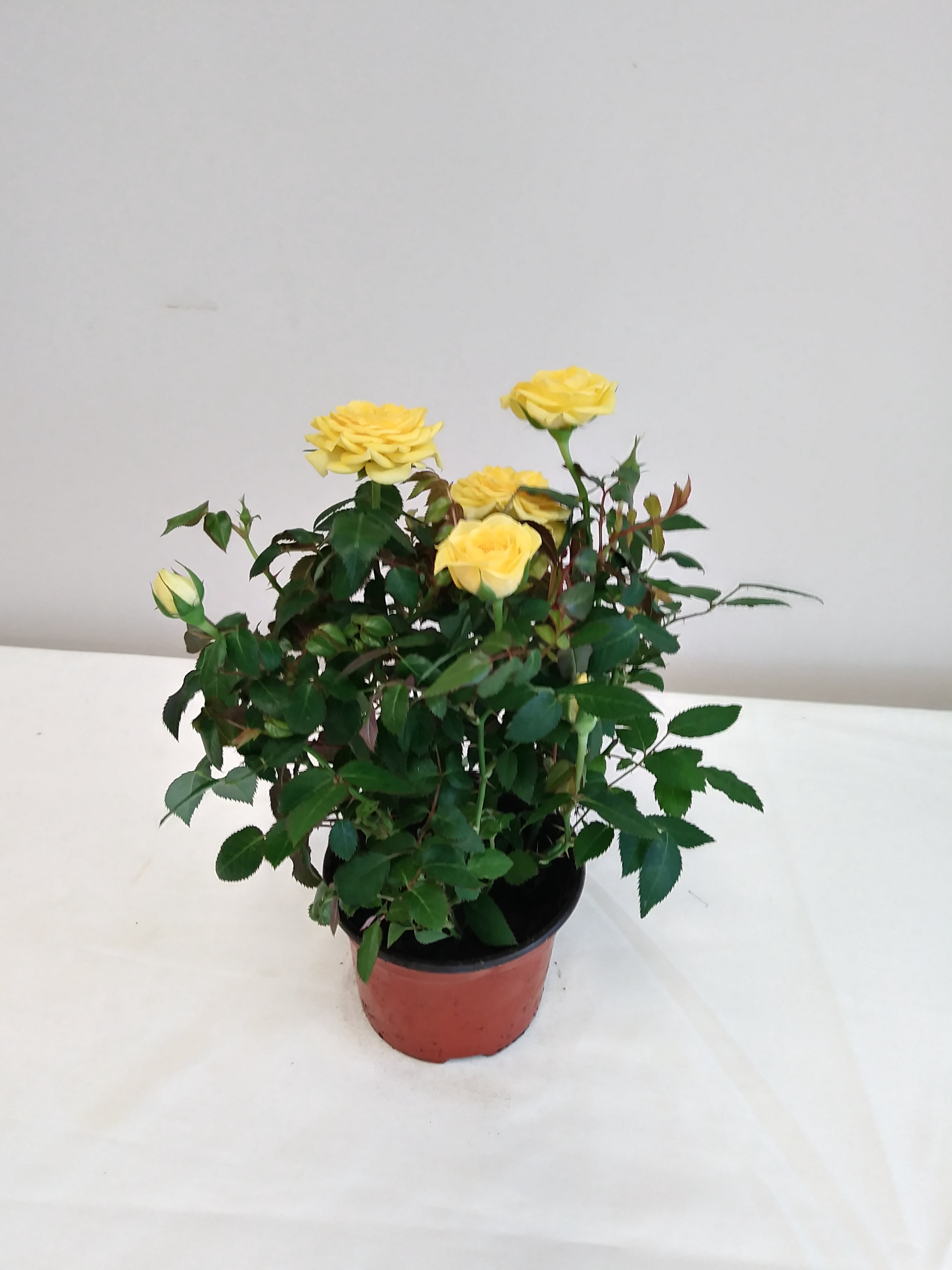 Live 6" Mini Yellow Rose Bush in Copper Comfort and Joy Holiday Gift Container- 6 Inch Indoor Plant