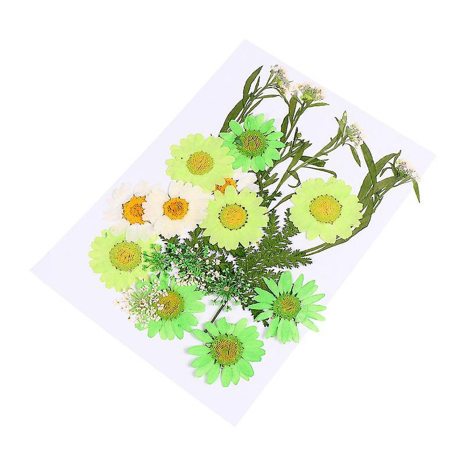 23pcs Dried Flower