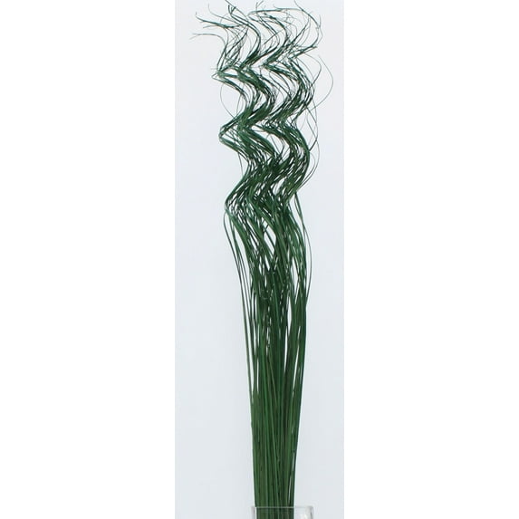 GreenFloralCrafts Dried Floral Filler Extra Tall Curly Ting-Ting 3.5 ft Tall, Pack of 35-40 pcs