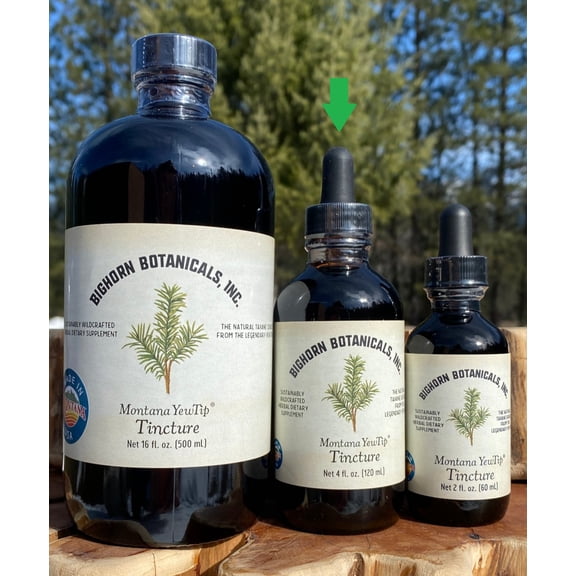 Montana Yew Tip Tincture 4 oz