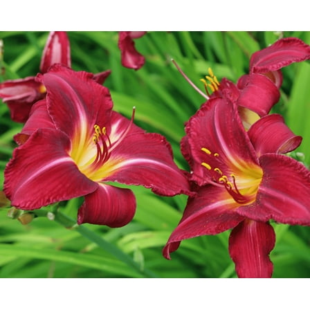 Set 3 Red Volunteer Daylily Fans Root Systems, Frangant Red Daylilies Flowers Bulbs Rare Reblooming Hemerocallis Bare Roots