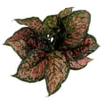 thumbnail image 2 of Red Valentine Chinese Evergreen Plant - Aglaonema - Grows in Dim Light - 6" Pot, 2 of 2