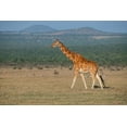thumbnail image 2 of Hopkins, Cindy Miller 14x11 White Modern Wood Framed Museum Art Print Titled - Africa-Kenya-Ol Pejeta Conservancy-Reticulated giraffe Endangered species, 2 of 4