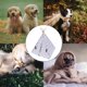 thumbnail image 4 of Casa de cama para perros y gatos para mascotas pequeñas, tienda portátil, jaula lavable y transpirable, 4 of 6