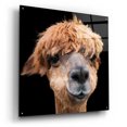 thumbnail image 2 of Epic Art 'Hippy Lama' by Epic Portfolio Acrylic Glass Wall Art, 36"x36", 2 of 8