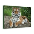 thumbnail image 2 of Majestic Siberian Tiger Art Majestic Siberian Tiger Print Animal Wall Art Wildlife Canvas Prints Wall Art Ready to Hang Unframed, 2 of 18