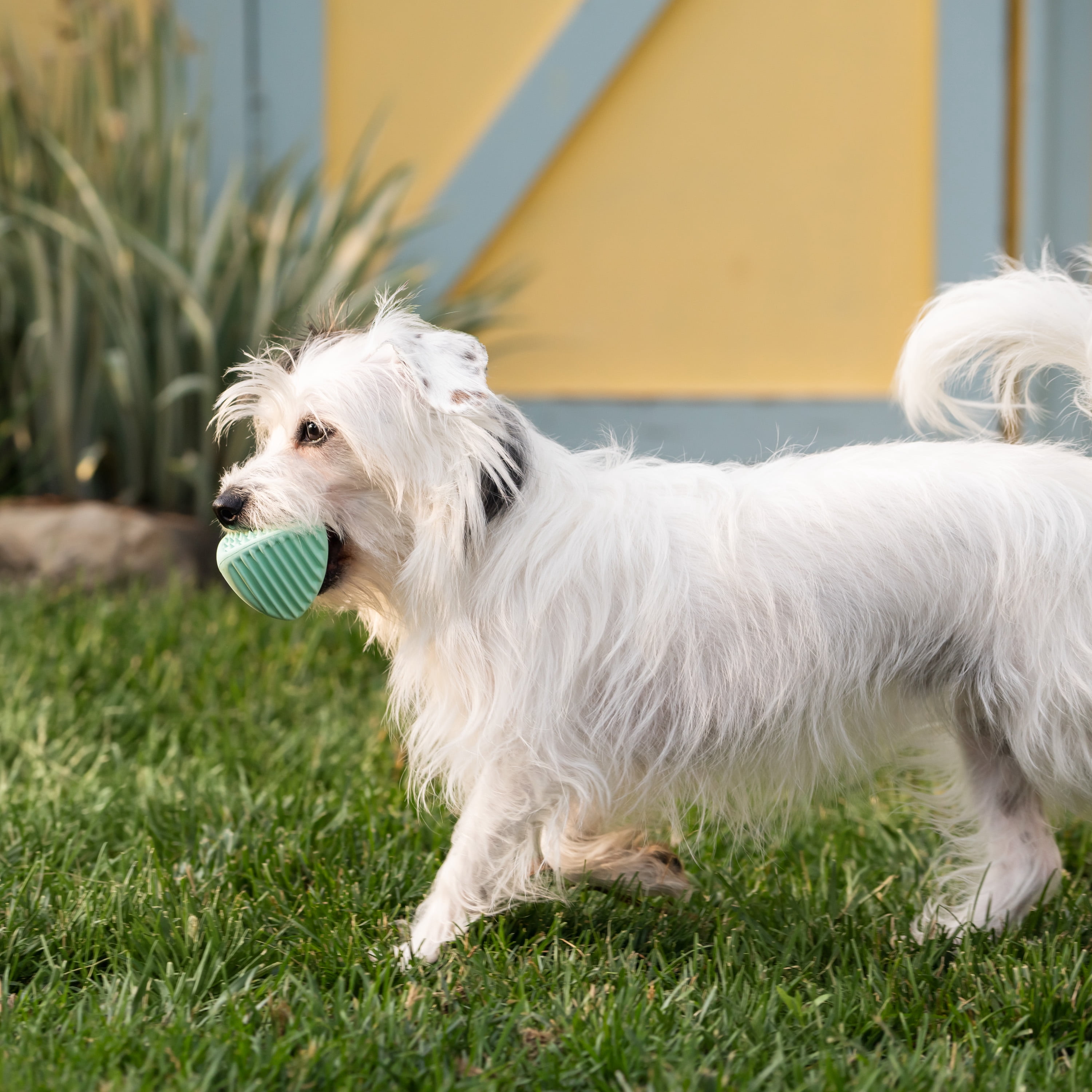 Chew King By Mammoth Dental Dog Toy Collection, Teether Ball Clinically Proven to Remove Plaque