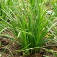 thumbnail image 4 of Garlic Chives Live Plant, Herb Plant for Home Garden, Garlic Chives Plant 4-6 Inches, 4 of 5