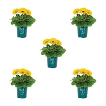 Better Homes & Gardens 1QT Yellow Gerbera Daisy Live Annual Plant Sun 5-Pack