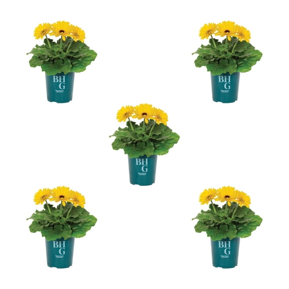 Better Homes & Gardens 1QT Yellow Gerbera Daisy Live Annual Plant Sun 5-Pack