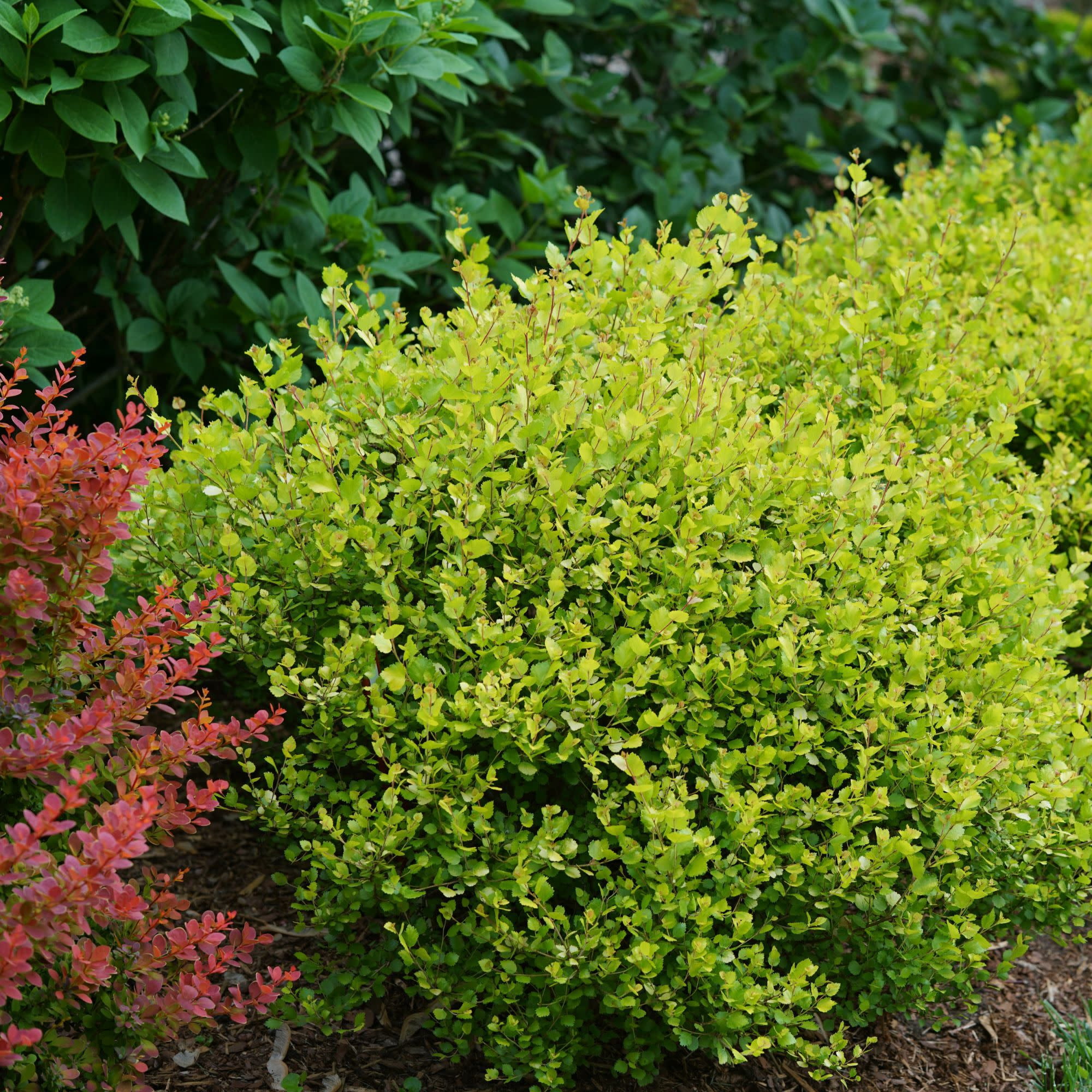 Proven Winners ColorChoice 5" Yellow Cesky Gold Dwarf Birch Live Plant in 4.5" Pot (4 Count)
