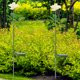thumbnail image 1 of Luces LED solares para exteriores, flores de rosas con energía solar, luz IP65, resistente al agua, 200mah JShteea El nuevo, 1 of 9