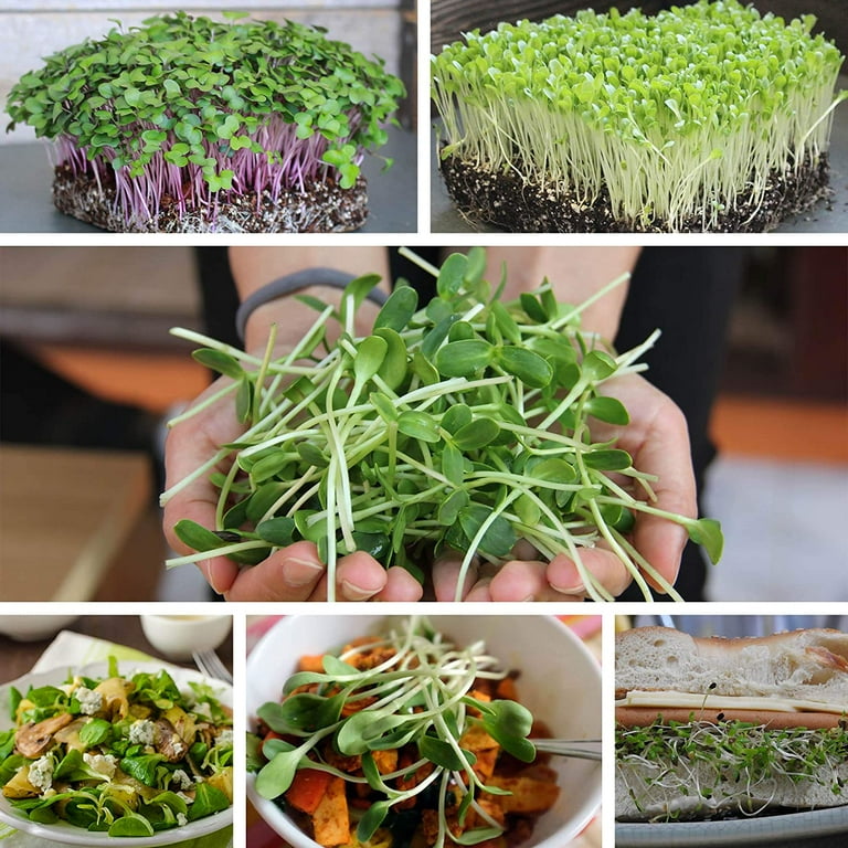 Detroit Dark Red Beet Seeds - Non-GMO Bulk Heirloom Seed for Growing Microgreens, Vegetable Gardening, Garden Salad Garnishes, More (4 Oz) Detroit Dark Red Beet Seeds - Non-GMO Bulk Heirloom Seed for Growing Microgreens, Vegetable Gardening, Garden Salad Garnishes, More (4 Oz)