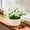 E-4E, variant on MMJ Artificial Flower Decoration Fake Bouquet with Vase Low Maintenance Desktop for Bedroom Bathroom 8.7x5.9in