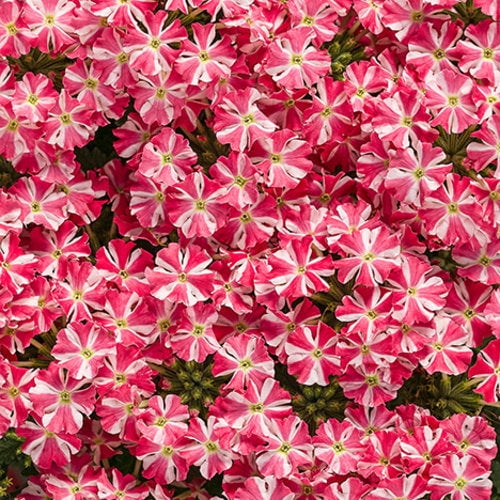 50 Cherry Burst Verbena Seeds Flower Seed