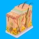 thumbnail image 5 of Ayuda para la enseñanza de biología de anatomía modelo tridimensional ampliado de piel humana para biología escolar para suministros de laboratorio para enseñanza de cirugía ANGGREK Otros, 5 of 8
