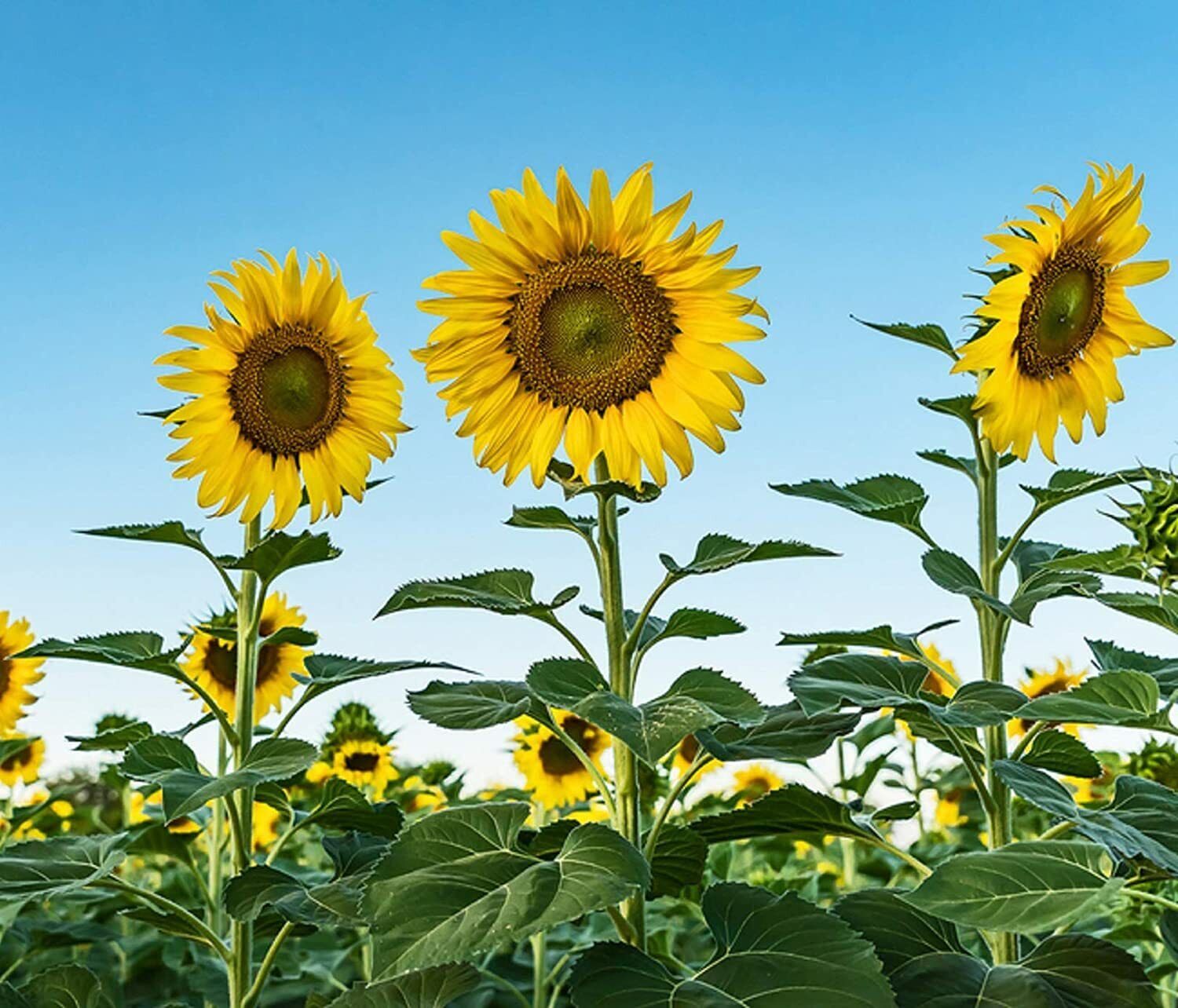 Skyscraper Sunflower Seeds for Planting 20 Seeds Rare, Exotic