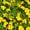 Yellow, variant on Signet Marigold Flower Garden Seeds - Gem Series - Lemon - 1000 Seeds - Annual Flower Gardening Seeds - Tagetes signata