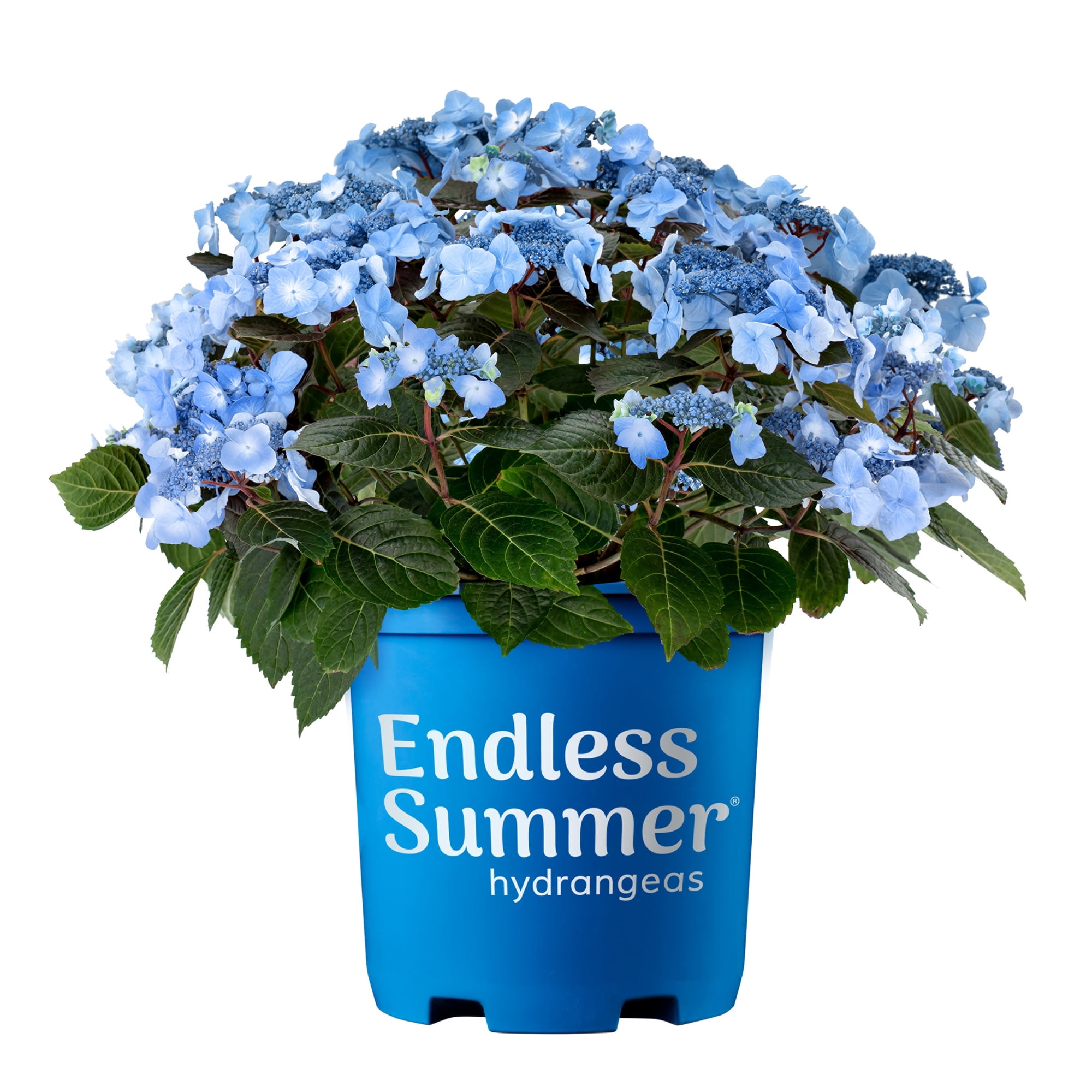 Image of Pop star hydrangea image 2