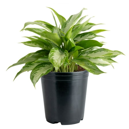 Costa Farms 14" Grower's Choice Aglaonema House Plants in 5" Grower Pot