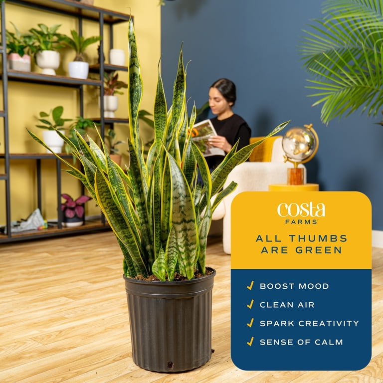 Costa Farms 36" Snake Plant Grower's Choice Live Plants in 10" Grower Pot -  Walmart.com