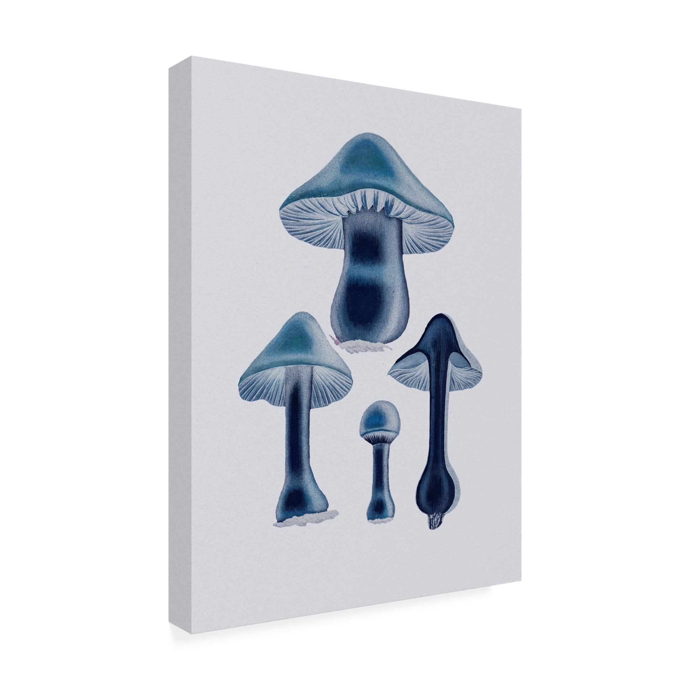 Trademark Fine Art Pictufy Agaricus Bulbosus Blue Canvas Wall Art