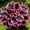 Pink-black, variant on `Hosta,Easy‑Grow Low Maintenance Perennial, Suitable for Garden Beds, Borders, Pots and Planters`
