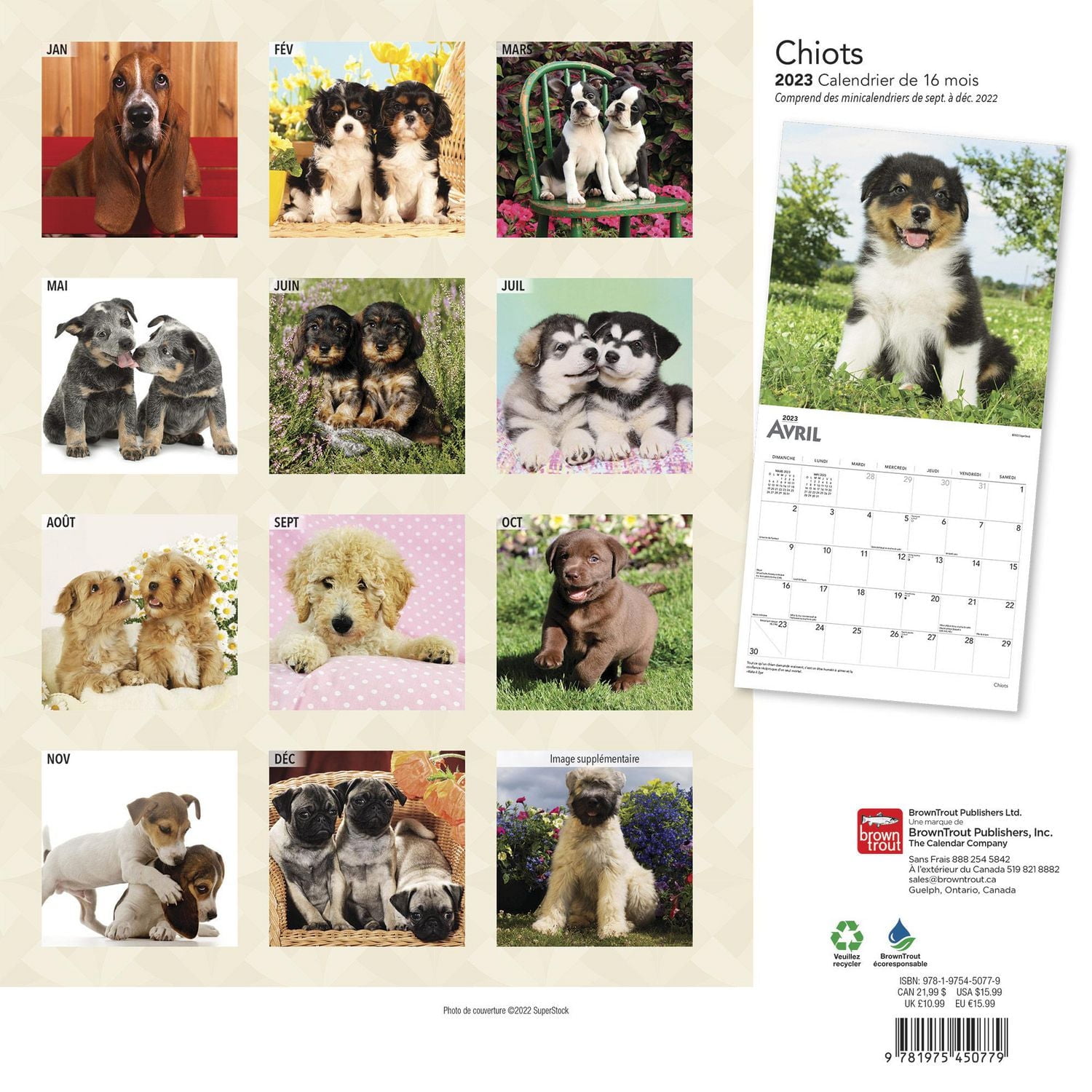 Chiots | 2023 12x24 Inch Square Wall Calendar