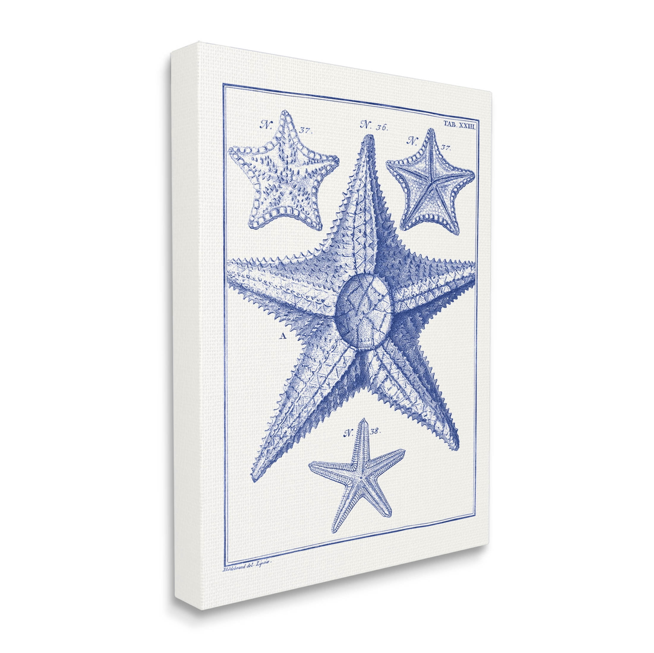 Stupell Industries Detailed Nautical Starfish Study Graphic Art Gallery Wrapped Canvas Print Wall Art, Design by Vision Studio