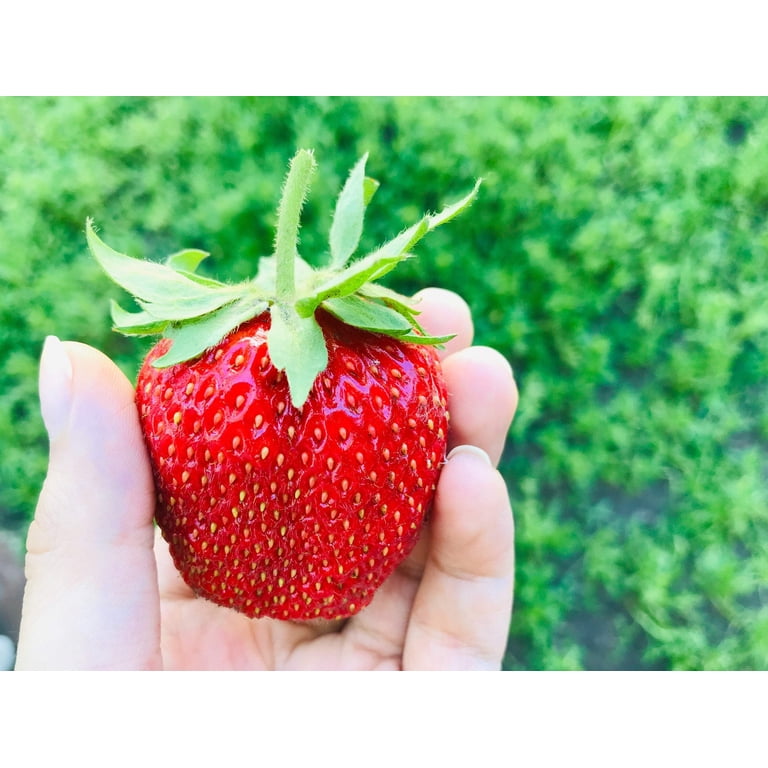 Seedville USA, Giant Strawberry Seeds Pack, 15 Seeds, June Bearing, Huge  Sweet Red Berries, White Flowers - Walmart.com