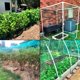 thumbnail image 4 of Red para pájaros de 10 m x 4 m, red de protección para jardín, red para árboles frutales, con 10 estacas de jardín y 10 bridas para cables para plantas, árboles, frutas, verduras y estanques Sincero Electrónica, 4 of 5