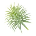 thumbnail image 1 of Artificial Pine Plant Simulation Greenery Home pine artificial pine Office Ornament Fake Plant Decoration, Green, 1 of 8