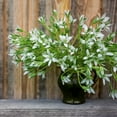 thumbnail image 5 of Easy to Grow Ornithogalum Star of Bethlehem 20 Plant Bulbs, Sun Zones 5-9, 5 of 5