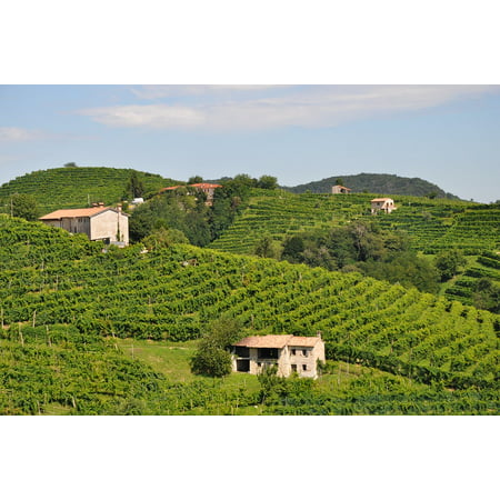 Canvas Print Winery Prosecco Wine Italy Outdoor Vineyard Stretched Canvas 10 x