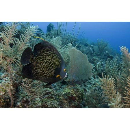 French Angelfish, Hol Chan Marine Reserve, Ambergris Caye, Belize Print Wall Art By Pete