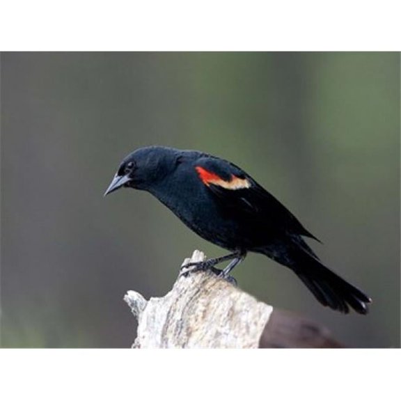 Posterazzi PDDCN02CSL0060 British Columbia Red-Winged Blackbird Poster Print by Charles Sleicher - 25 x 19 in.