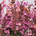Agastache 'Kudos Coral' Hummingbird Mint Live Starter Plant