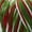 1177-05 Merry Multi, variant on Basix® Worsted Multis
