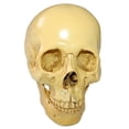 thumbnail image 4 of Simulación de Cráneo 1:1 Réplica Modelo de Cabeza Gótico Sunnimix Cabeza de Calavera de Resina, 4 of 8