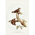 thumbnail image 2 of Gould, John 17x24 White Modern Wood Framed Museum Art Print Titled - Brown Tree-Creeper-Climacteris scandens, 2 of 4