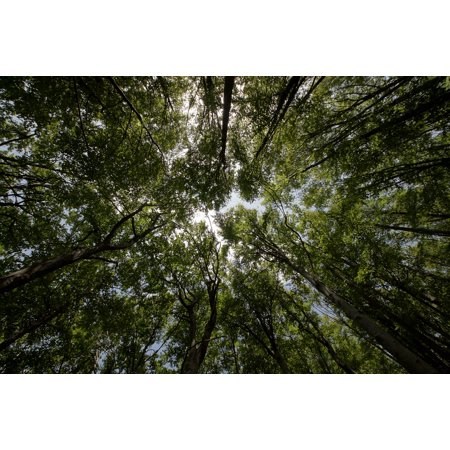 Canvas Print Nature Low Angle Shot Trees Perspective Forest