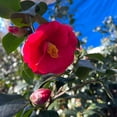 thumbnail image 3 of Greensboro Red Camellia – 3 Gallon Potted Plant, Deep Red Winter Blooms, Evergreen Flowering Shrub, 3 of 6