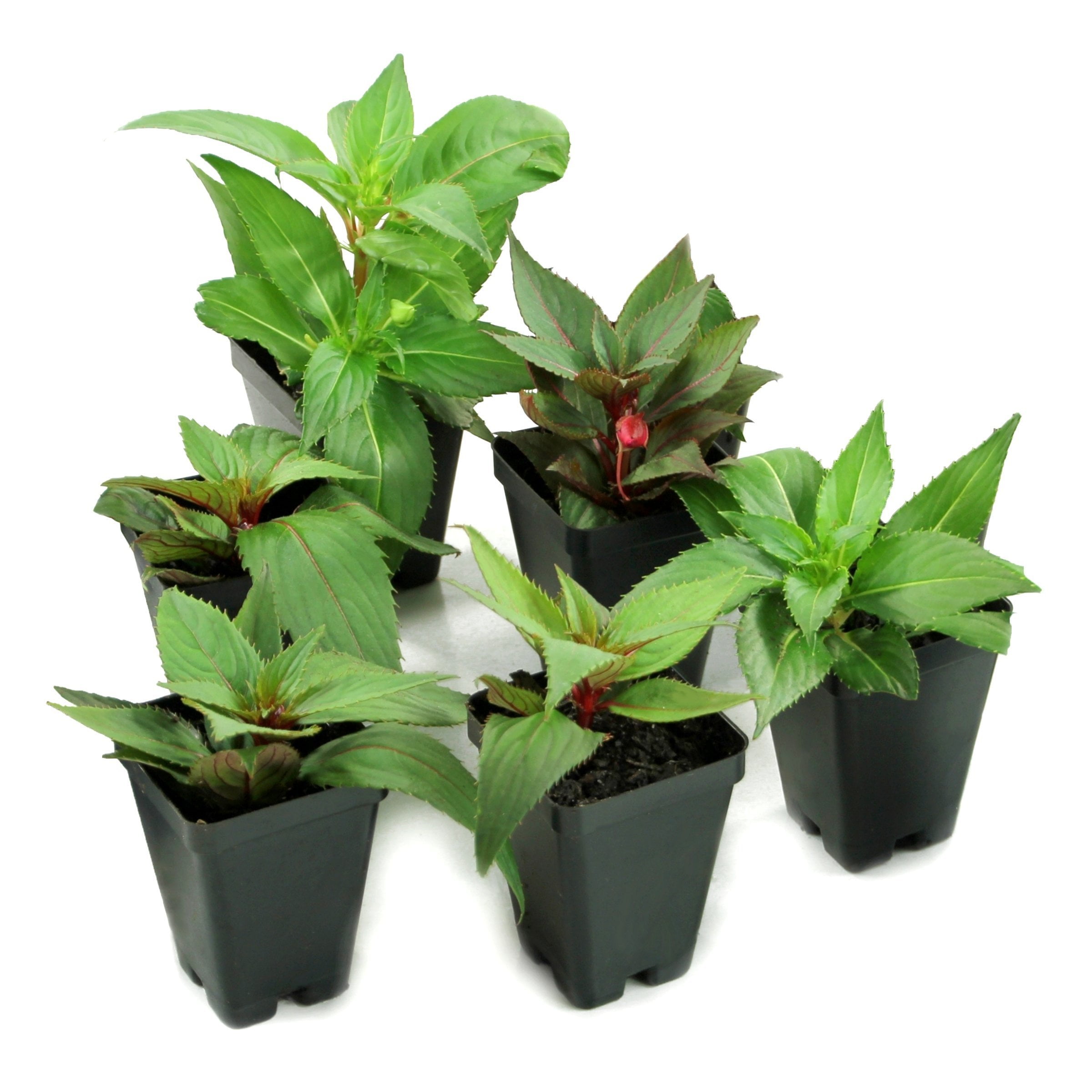 2.5 in. Sunpatiens Compact Royal Magenta Improved Live Annual Plant with Magenta Flowers (6-Pack)