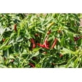 thumbnail image 2 of GSDWIUEW Graines de Piment Chili Thaï Dragon, Non Hybride, 100 Unités, 2 of 4